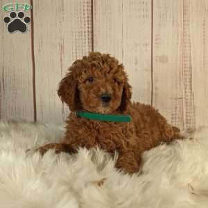 Lacey, Goldendoodle Puppy